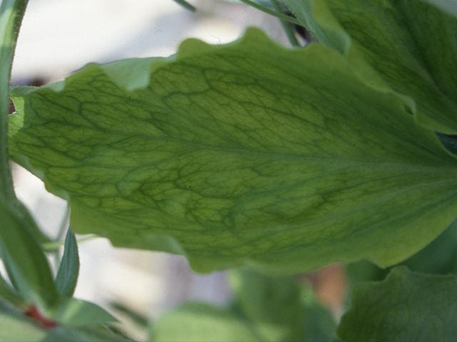 マンガン欠乏(スイトピー)