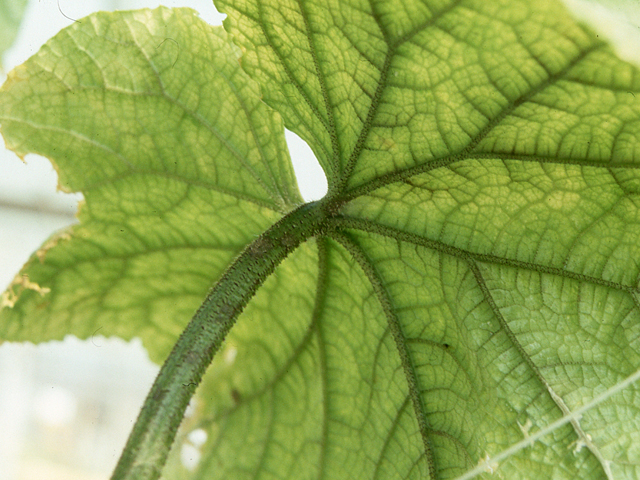 マンガン過剰 (きゅうり水耕栽培)①
