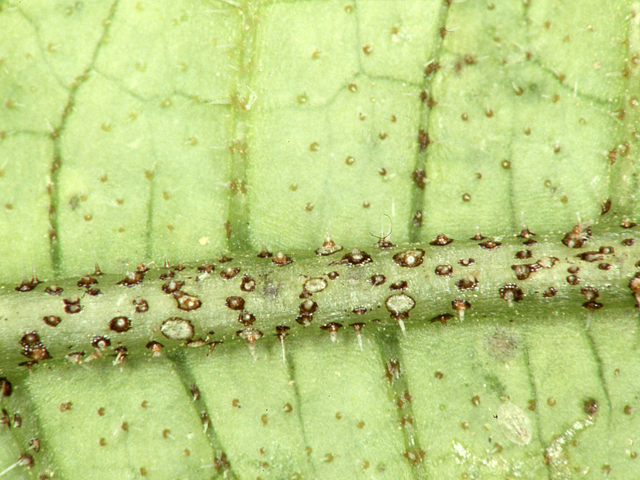 マンガン過剰 (きゅうり水耕栽培)②