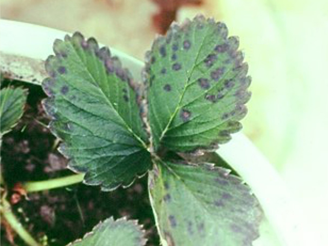 マンガン過剰(いちご)