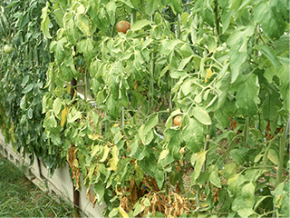 チッ素欠乏（トマト）の画像