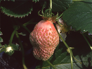 チッ素過剰、日照不足、低温（いちご）の画像