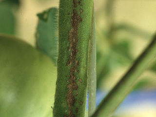 アンモニア態チッ素過剰、日照不足による黒すじ（トマト）の画像