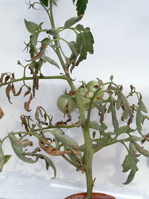 リン酸欠乏による下位葉枯れ、果実成熟停止(トマト)