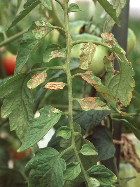 リン酸過剰によるカリ欠乏症(トマト)
