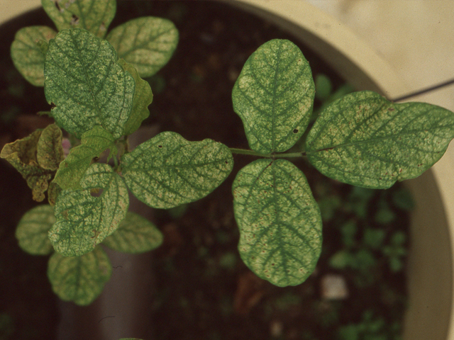 亜鉛過剰(えだまめ)