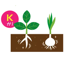 カリのイラスト