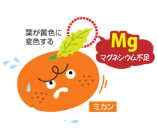 マグネシウムが不足したみかんのイラスト