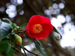 ヤブツバキ(常緑広葉樹 低木~高木)