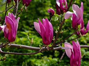 シモクレン(落葉広葉樹 小高木)