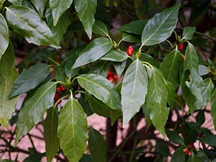 アオキ(常緑広葉樹 低木)