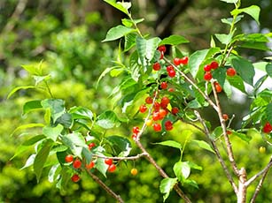 オウトウ(サクランボ)(バラ科)