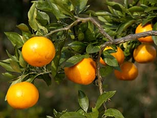 ウンシュウミカン(ミカン科)