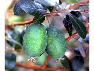 フェイジョア(フトモモ科)