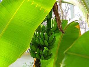 バナナ(バショウ科)
