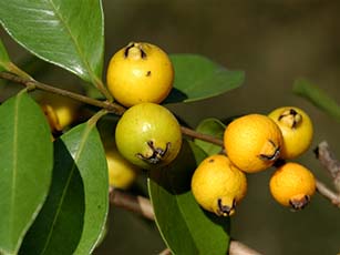 イエローストロベリーグァバ(フトモモ科)