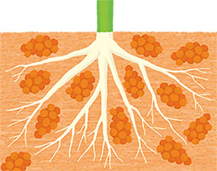 よい土(団粒構造)