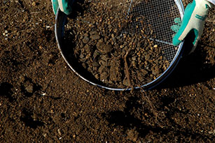 1㎝ほどの粗めのふるいを使い、土中の小石や古い根などを取り除く