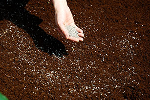 同時に化成肥料100~200gを散布する