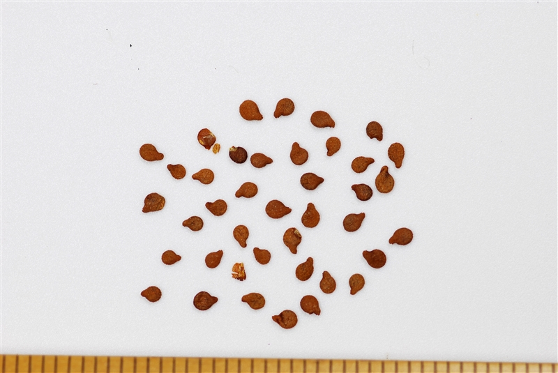 インパチェンス(ツリフネソウ科)