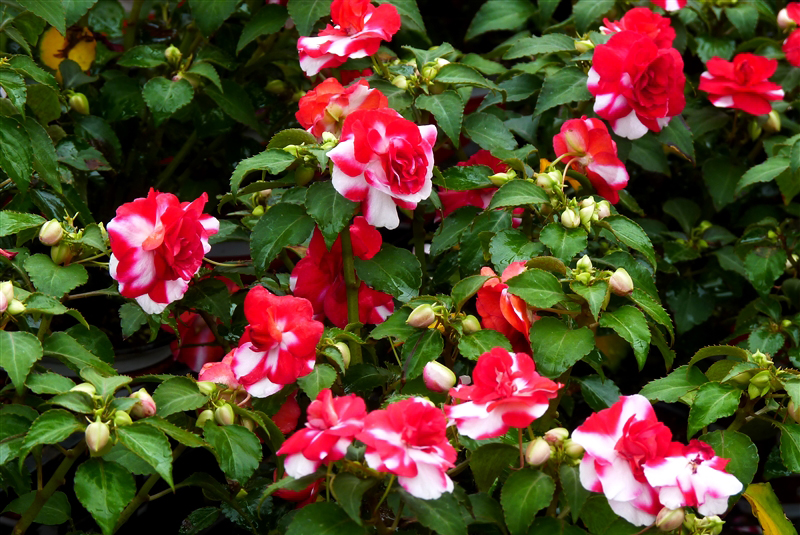 インパチェンス(ツリフネソウ科)