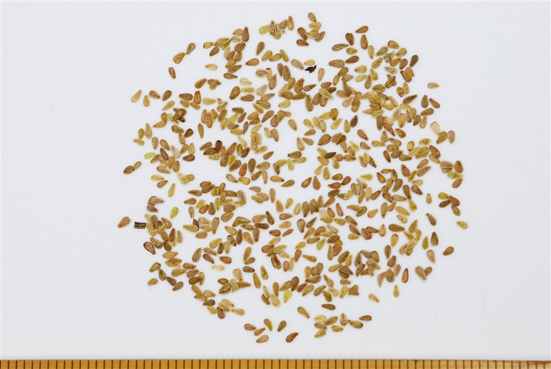 デージー(キク科)