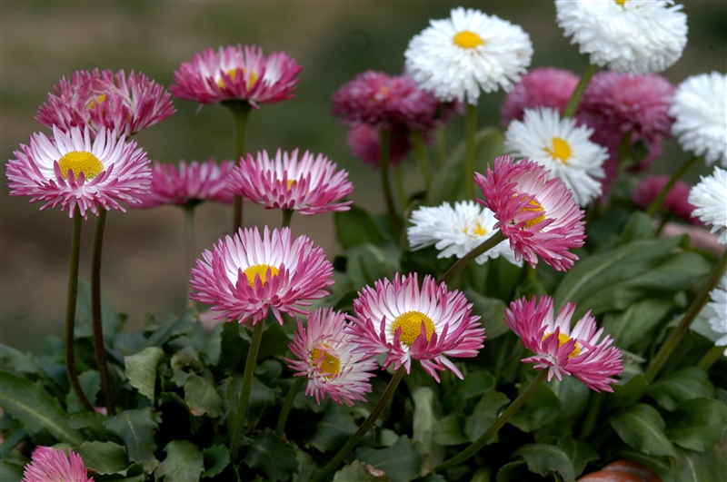 デージー(キク科)