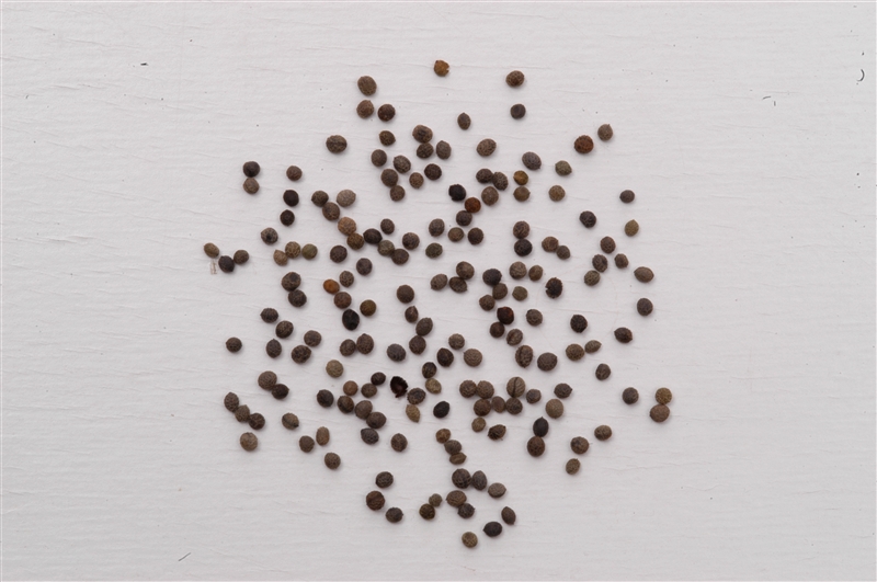 ハナビシソウ(カリフォルニアポピー)(ケシ科)