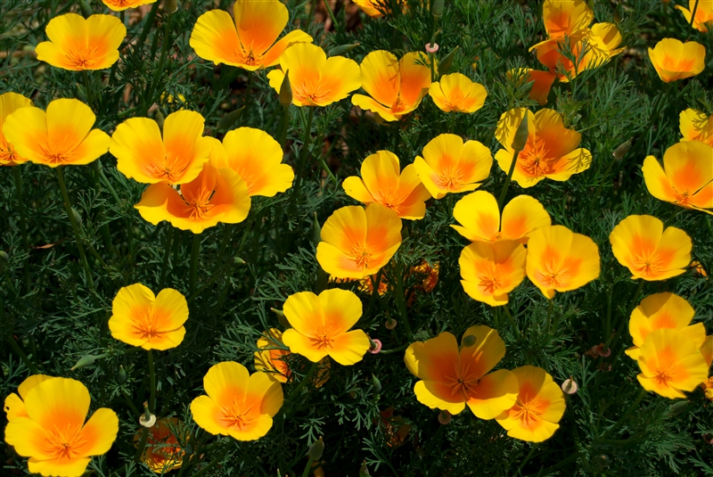 ハナビシソウ(カリフォルニアポピー)(ケシ科)