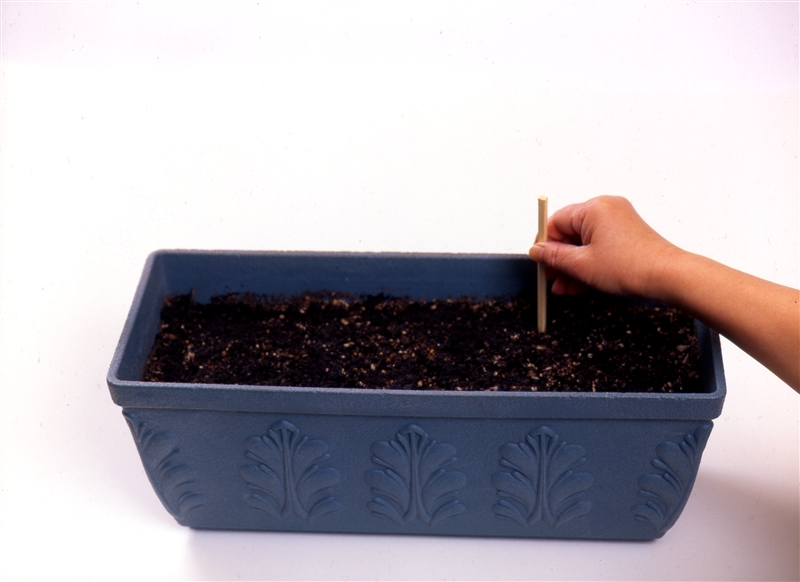 ① タネまき用土を平らにならし、割り箸で等間隔に深さ1~2㎝の穴をあける。