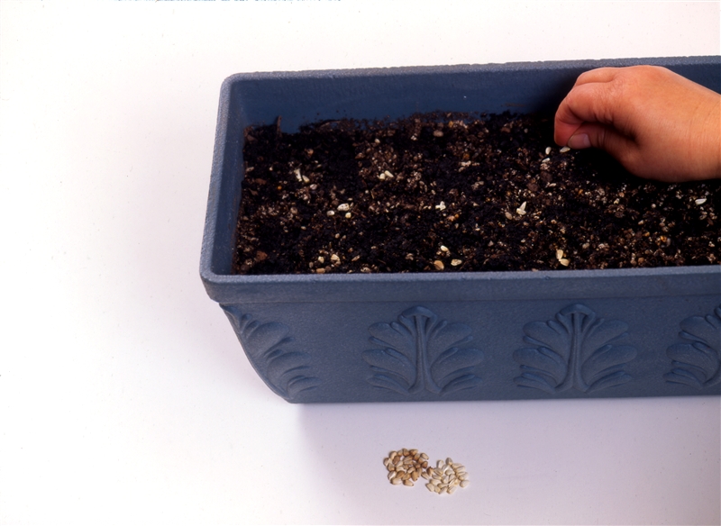 ② 穴の中にタネを1粒ずつ落とす。
