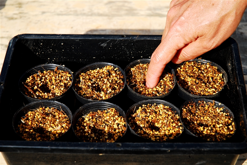 ③ 指の関節1つ分の深さに、穴を3つあける。