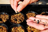 ④ 穴に1粒ずつタネを入れる。