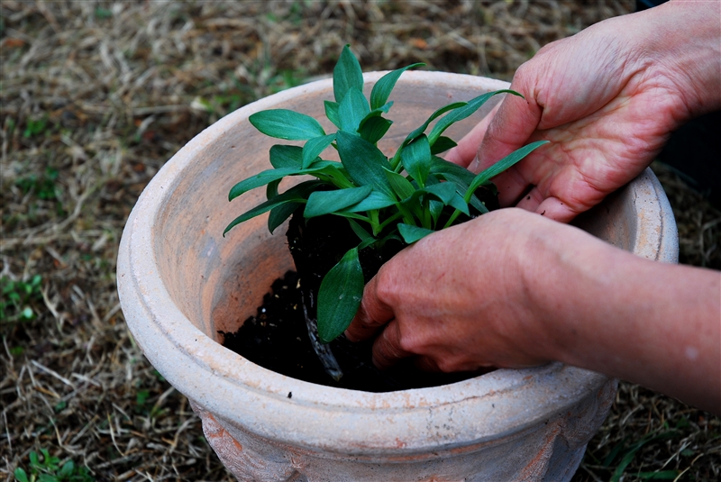 ⑥ コンテナの縁から、ウォータースペース分(1.5~2㎝)より下に根鉢の上面がくるように苗をすえる。