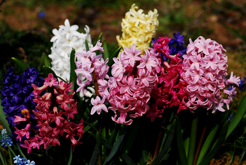 ヒアシンス、リコリ ス