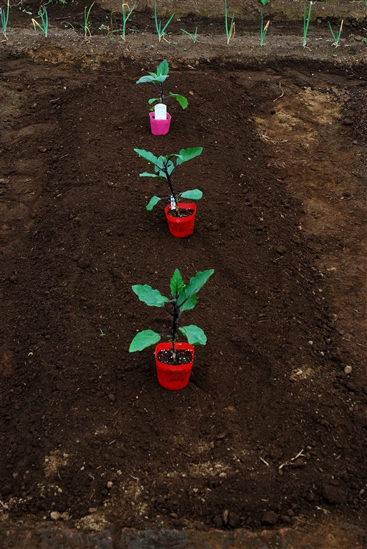 ② 1週間前に土づくりをして立てた畝に、株間60cmをとって苗を置く。