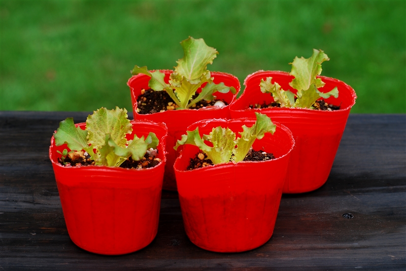 ① 植え付け適期の苗は、本葉4~5枚。