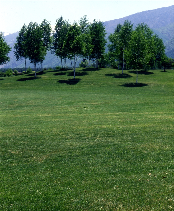 ベントグラス類(寒地型)