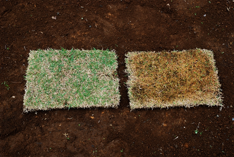 よいシバ苗(左)と悪いシバ苗(右)