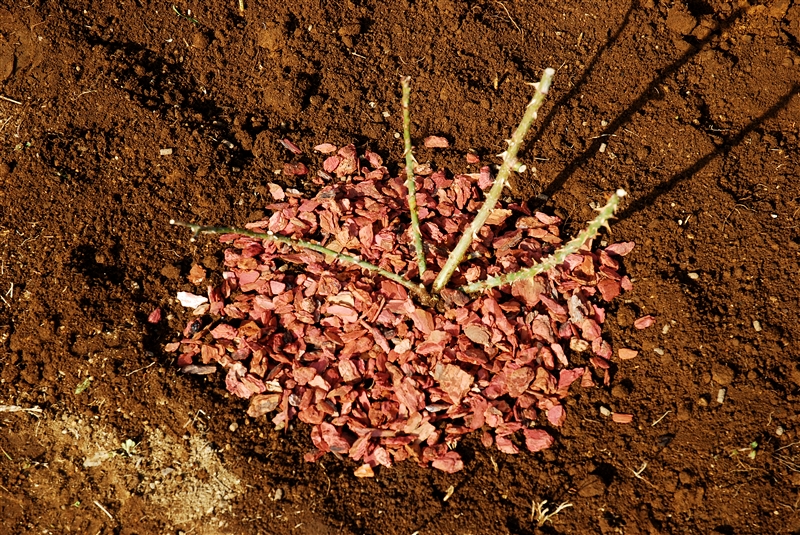 バークチップのマルチ