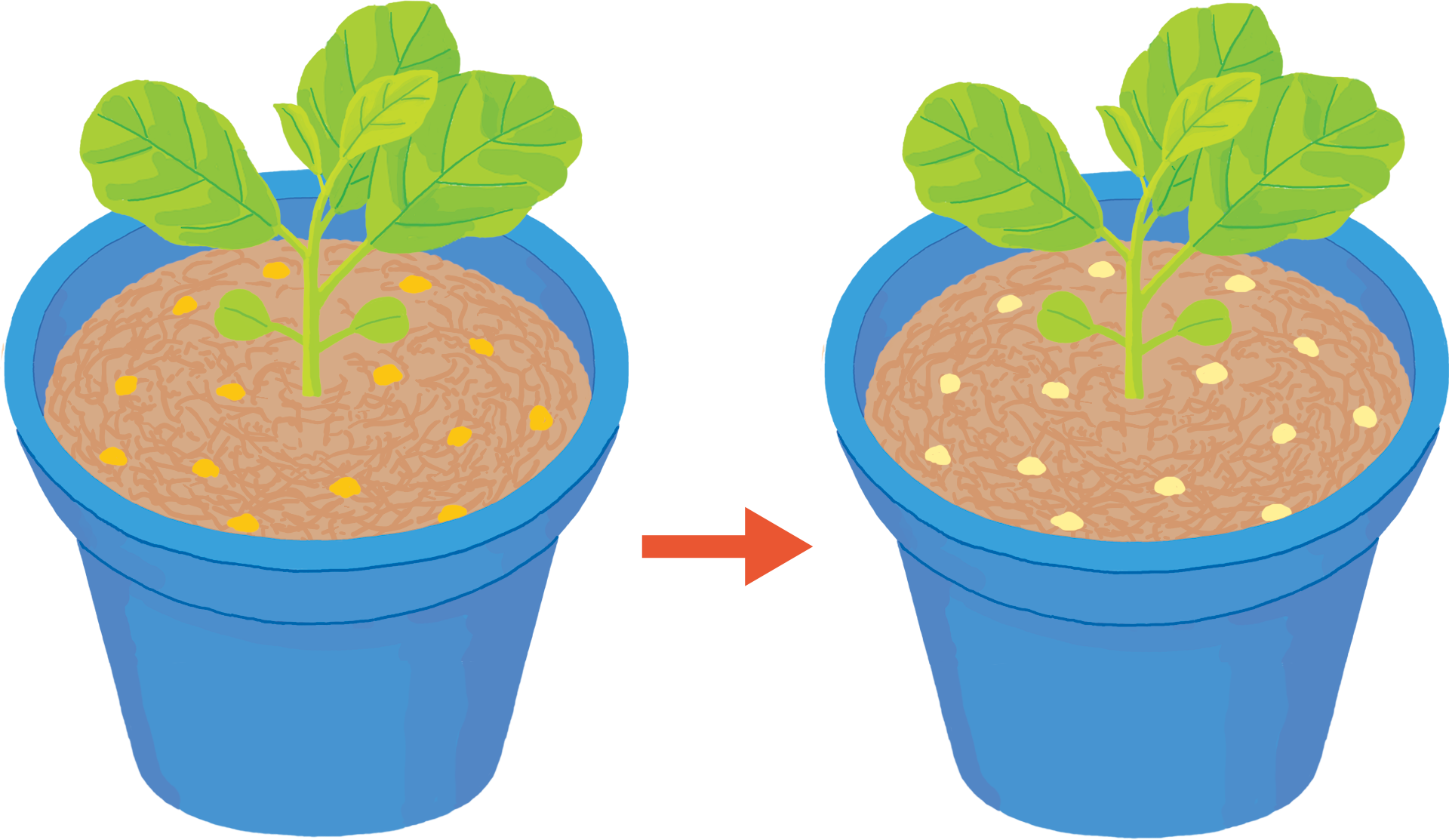 ① スプーン1杯の鹿沼土を表面にばらまいておくと、水分があるときは色が濃く、乾くと薄くなる。