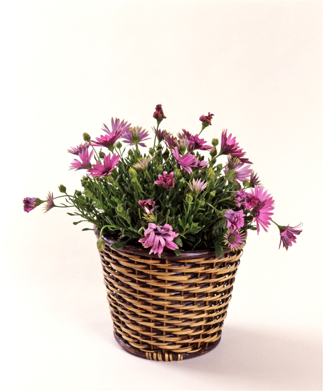 ① 咲き終わった花をそのままにしておくと、タネを結び株が弱るばかりでなく、病気の原因になる(花はオステオスペルマム)。