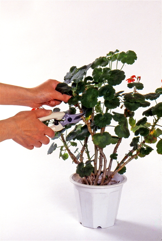 ② 外側の枝から順に2節程度残して切りとる。