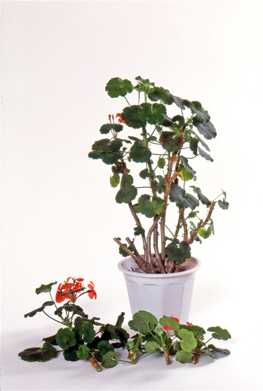 ③ 内側の枝も切り取り姿を整えるが、葉を残さないで切り戻すと枝が枯れることがある。必ず葉を2~3枚以上つける。