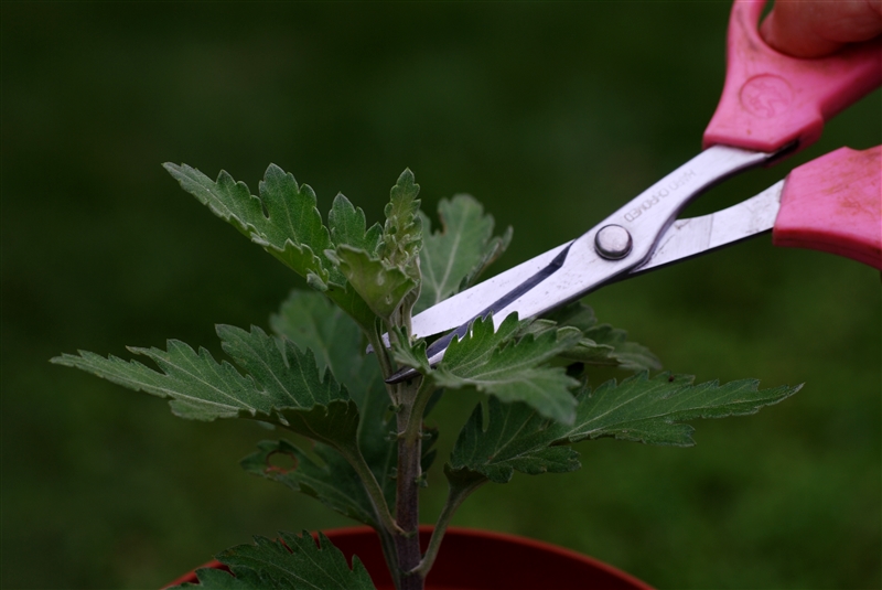 ① 挿し芽から育てた苗の、葉が7~8枚で草丈10cmくらいのときに最先端の芽を5㎜か1cmの長さで摘み取る。