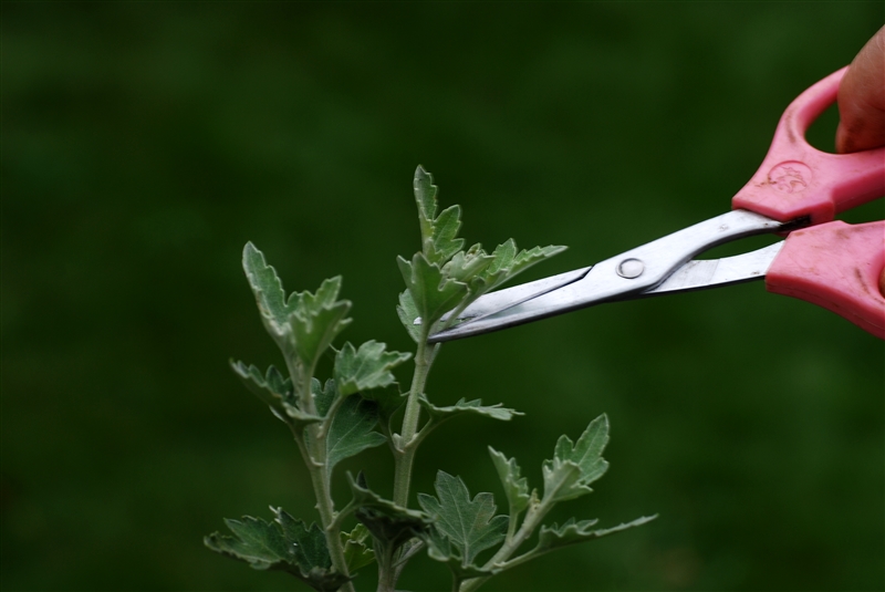 ② わき芽が6~7cmになったら、各わき芽の先端を摘む。摘心が遅れると花が咲かなくなることがあるので、10月下旬咲きのものでも8月上旬までに最後の摘心をする。