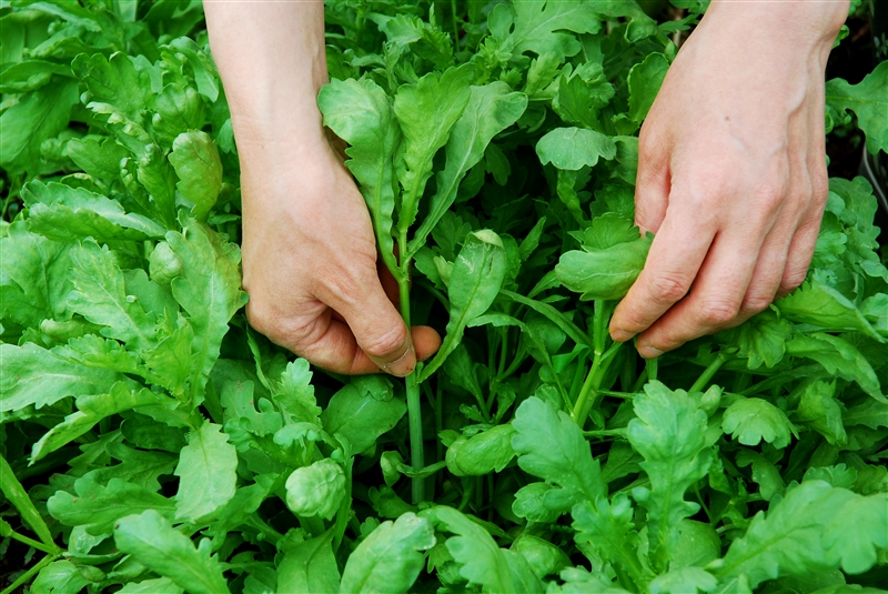 秋まきのシュンギクは下葉を4~5枚残し、上部を摘み取ると、わき芽が伸びて葉数がふえ、収穫が多くなる。