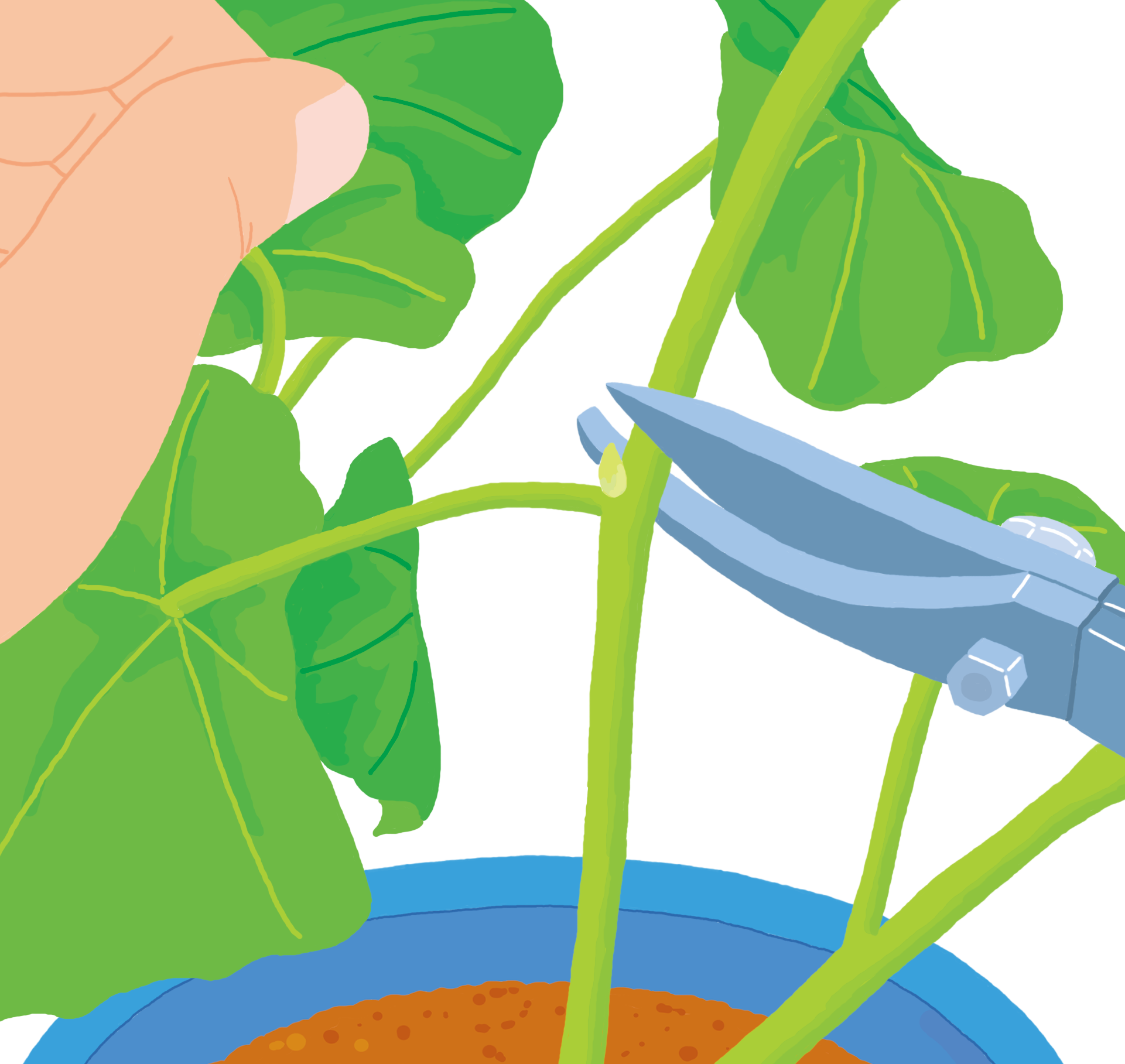 ① 1、2節残して芽を確かめて、芽のすぐ上で切り戻す。