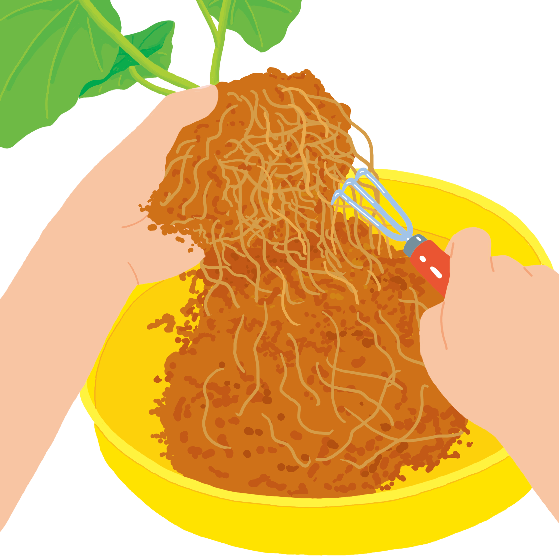 ② 鉢から抜き、根鉢を1/3~1/2崩し、古い根を整理する。