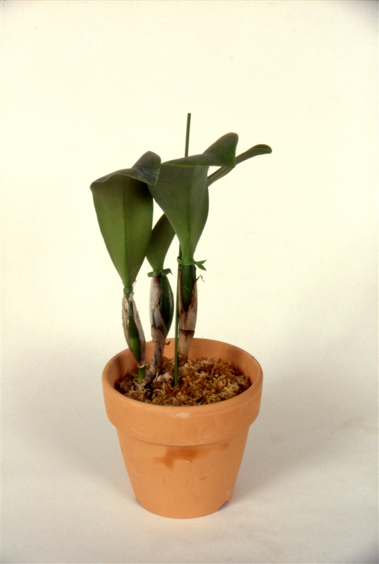 ⑦ 支柱を立てて、最も新しいバルブを直立させる。